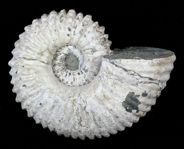 Bumpy Douvilleiceras (Tractor) Ammonite - Madagascar #63376